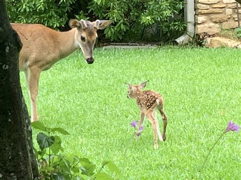 While young fawns are cute, officials say to leave them alone